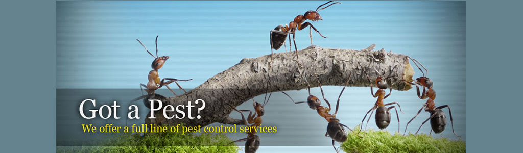 Most Recommended Name for Pest control